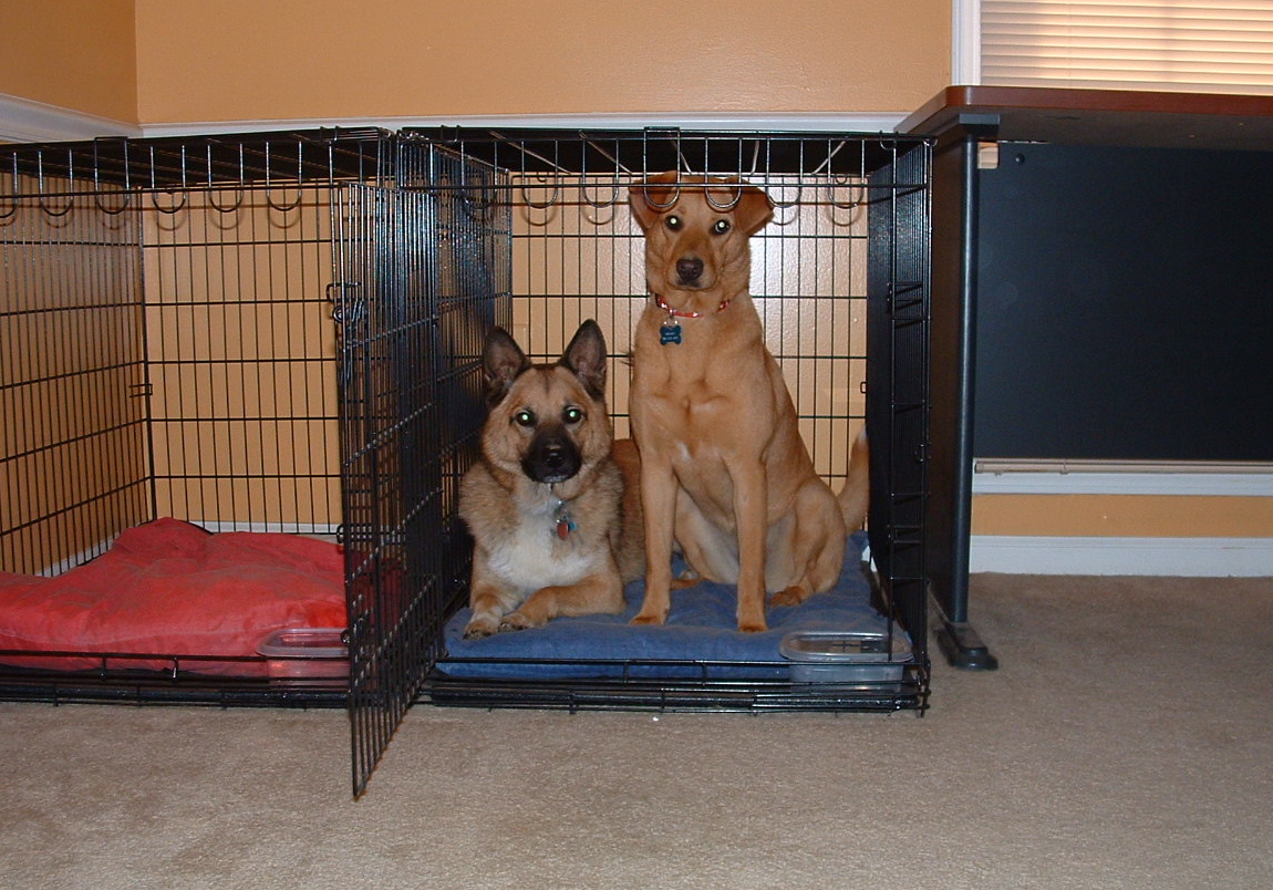 Zoe & Wendy In Kennel